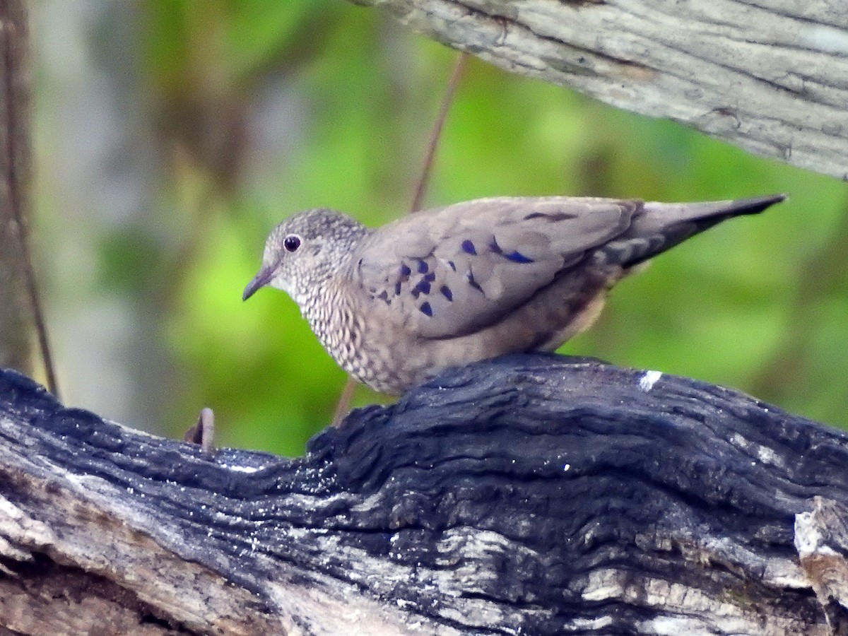 Common Ground Dove - ML637775850