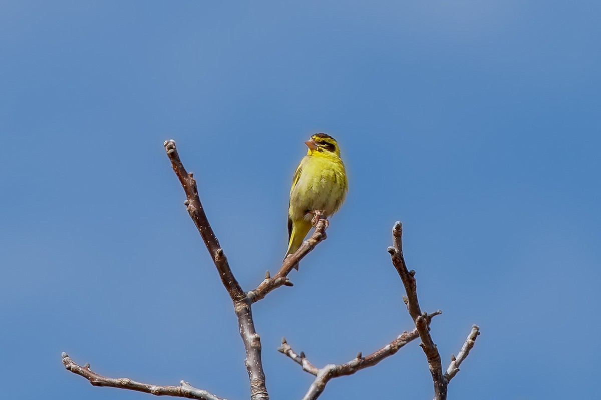 Yellow-breasted Greenfinch - ML637775857