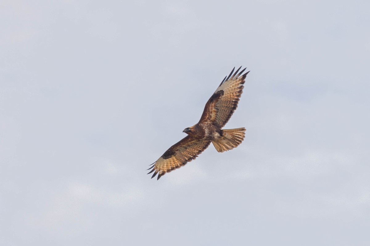 Himalayan Buzzard - ML637775871