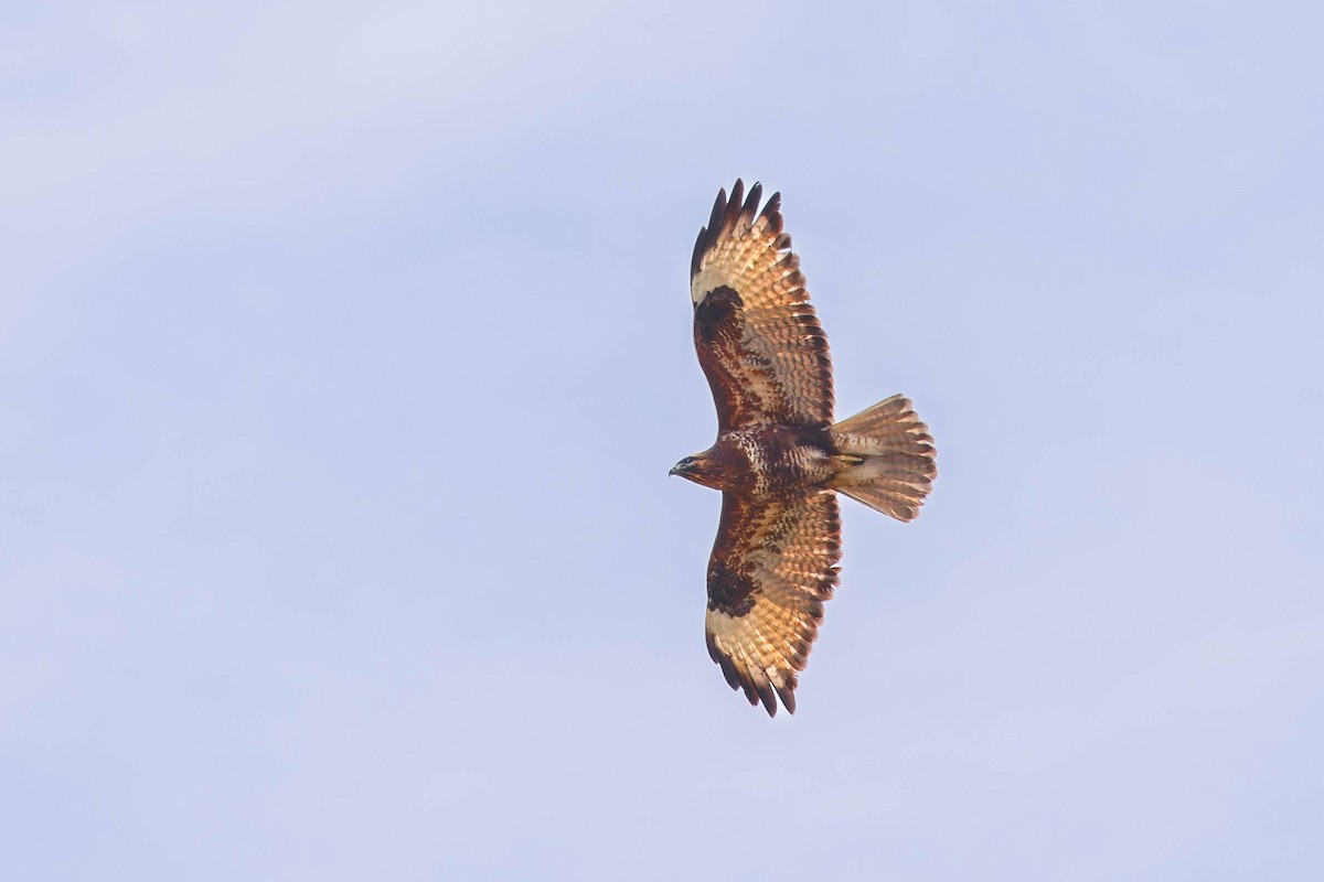 Himalayan Buzzard - ML637775874