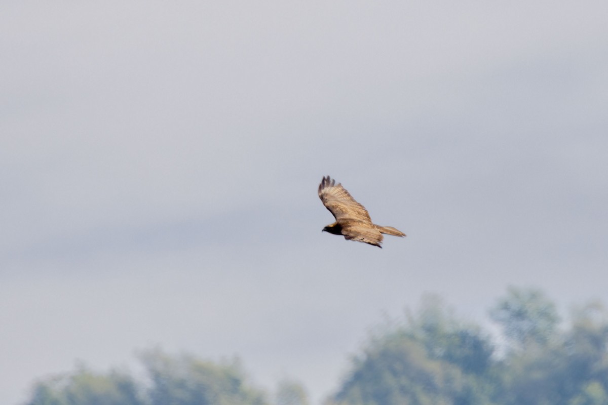 Himalayan Buzzard - ML637775875