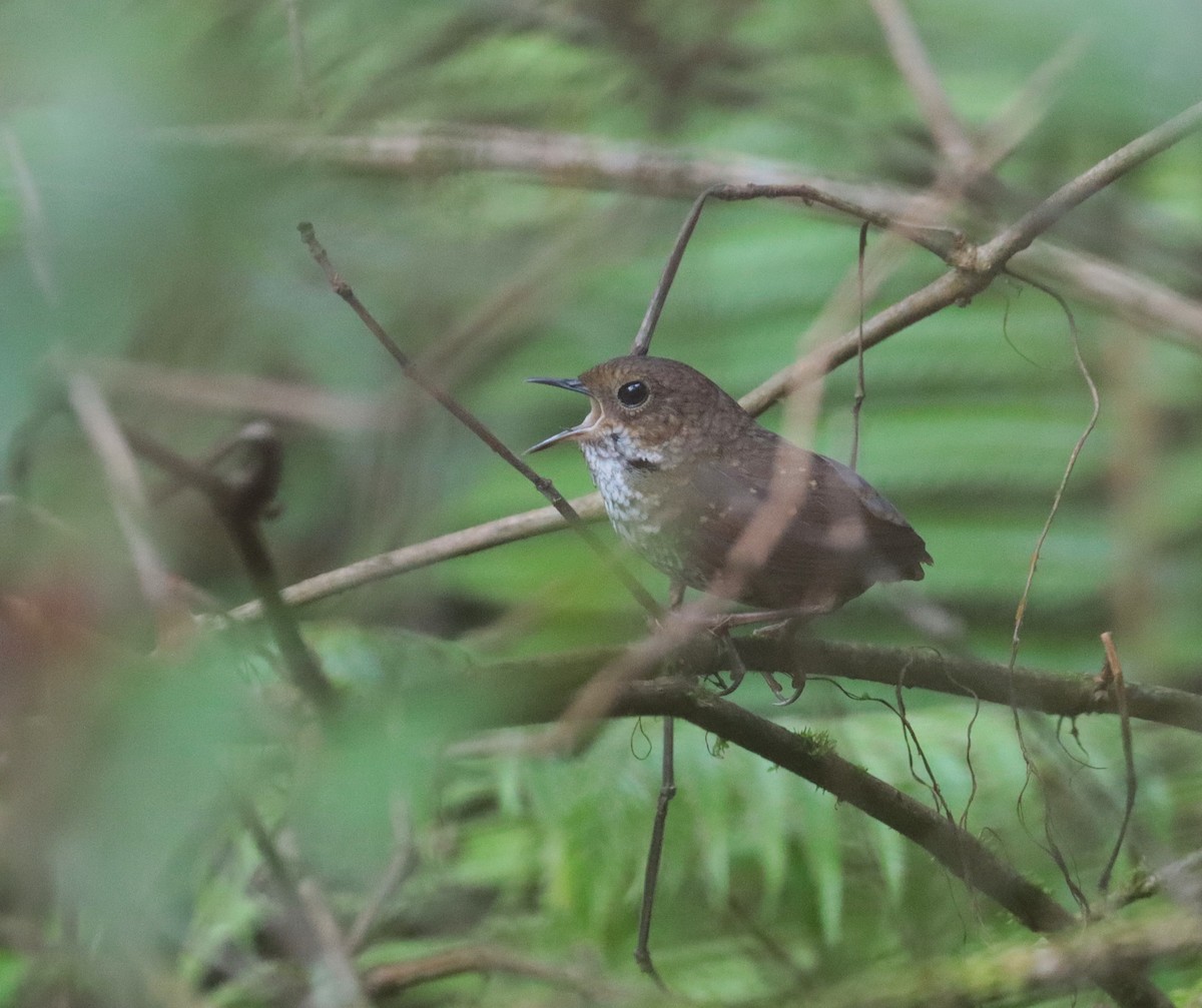 Pygmy Cupwing - ML637775876