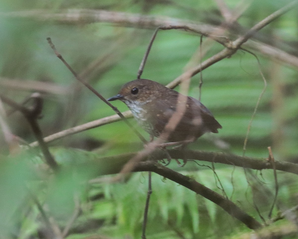 Pygmy Cupwing - ML637775877