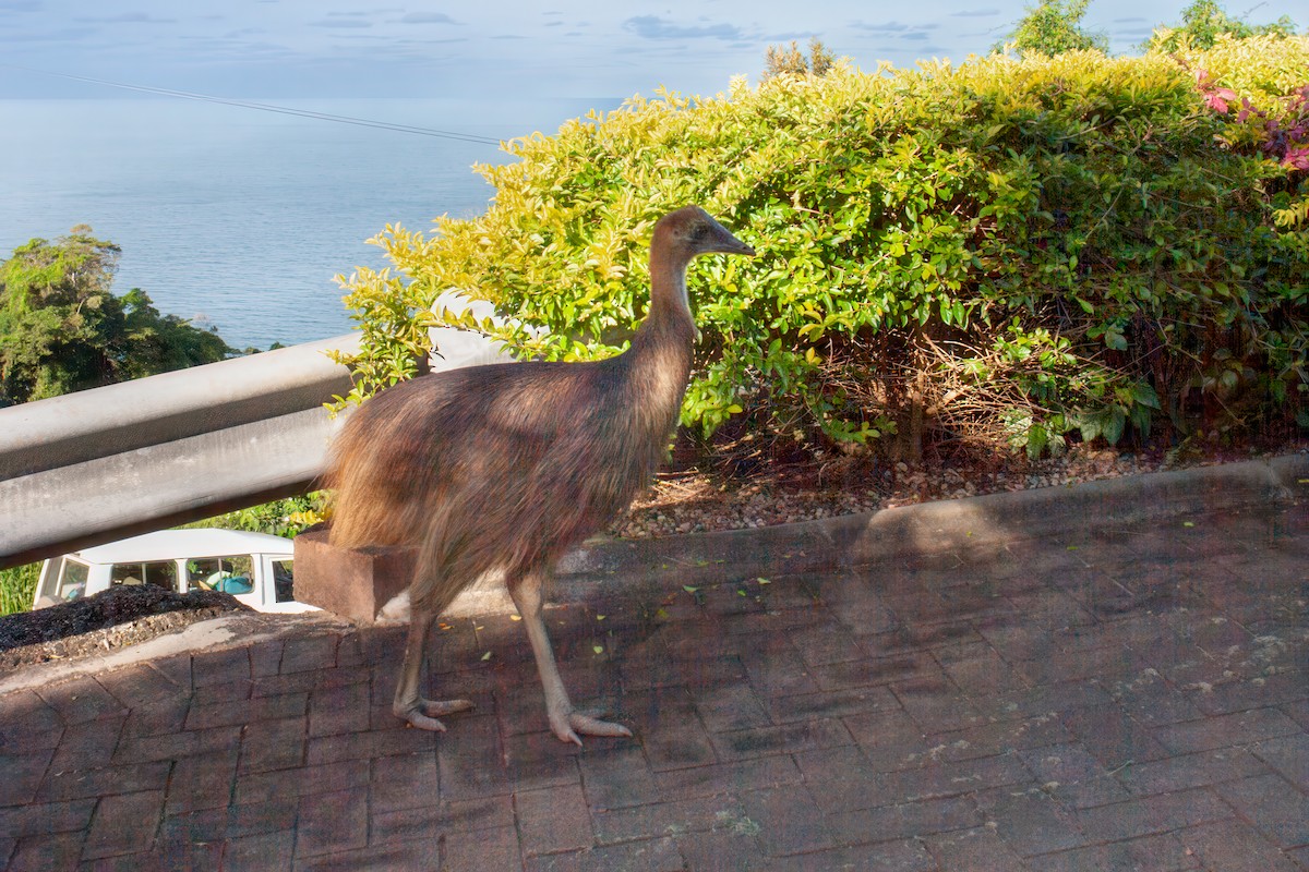 Southern Cassowary - ML637775897