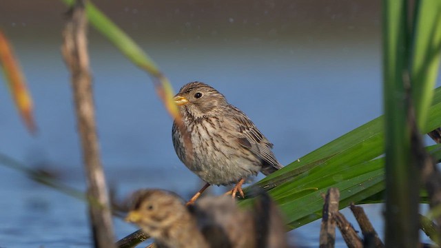 Corn Bunting - ML637775899