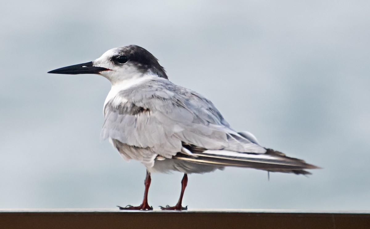 Common Tern - ML637775913