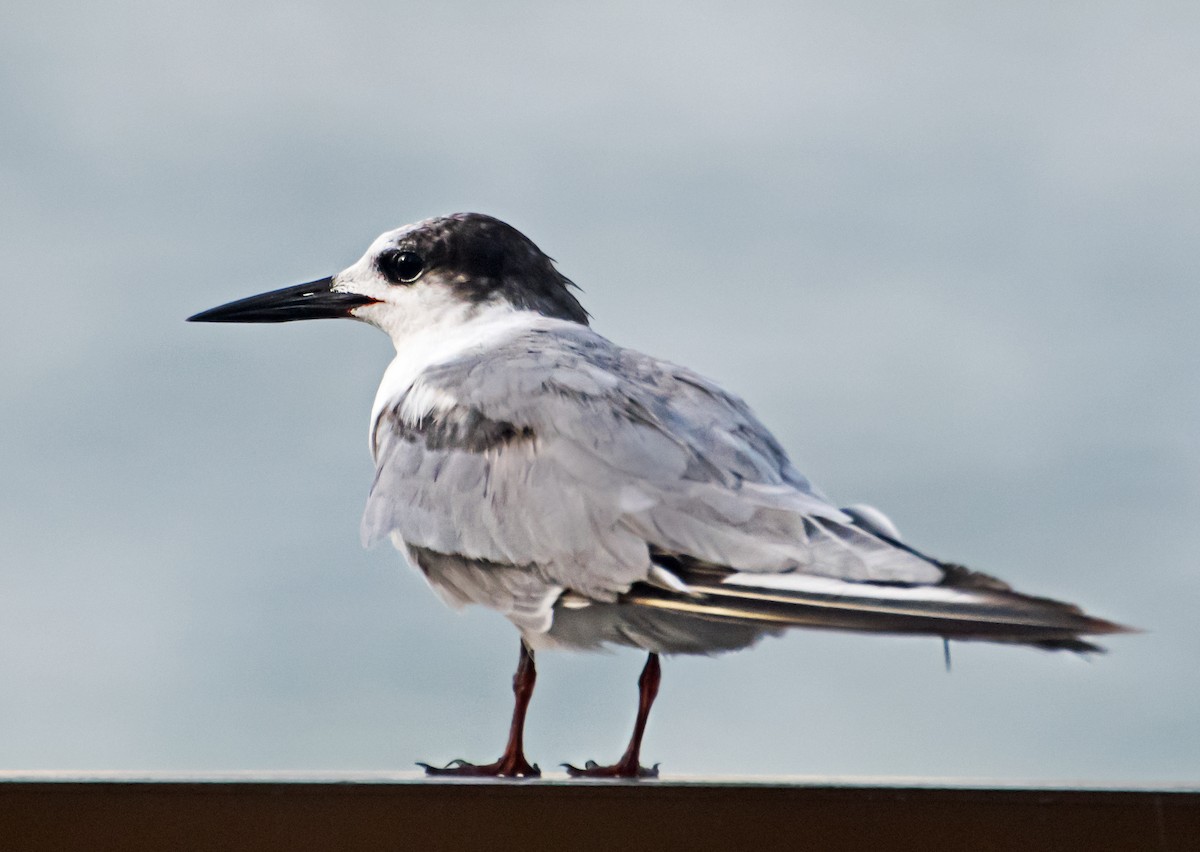 Common Tern - ML637775914