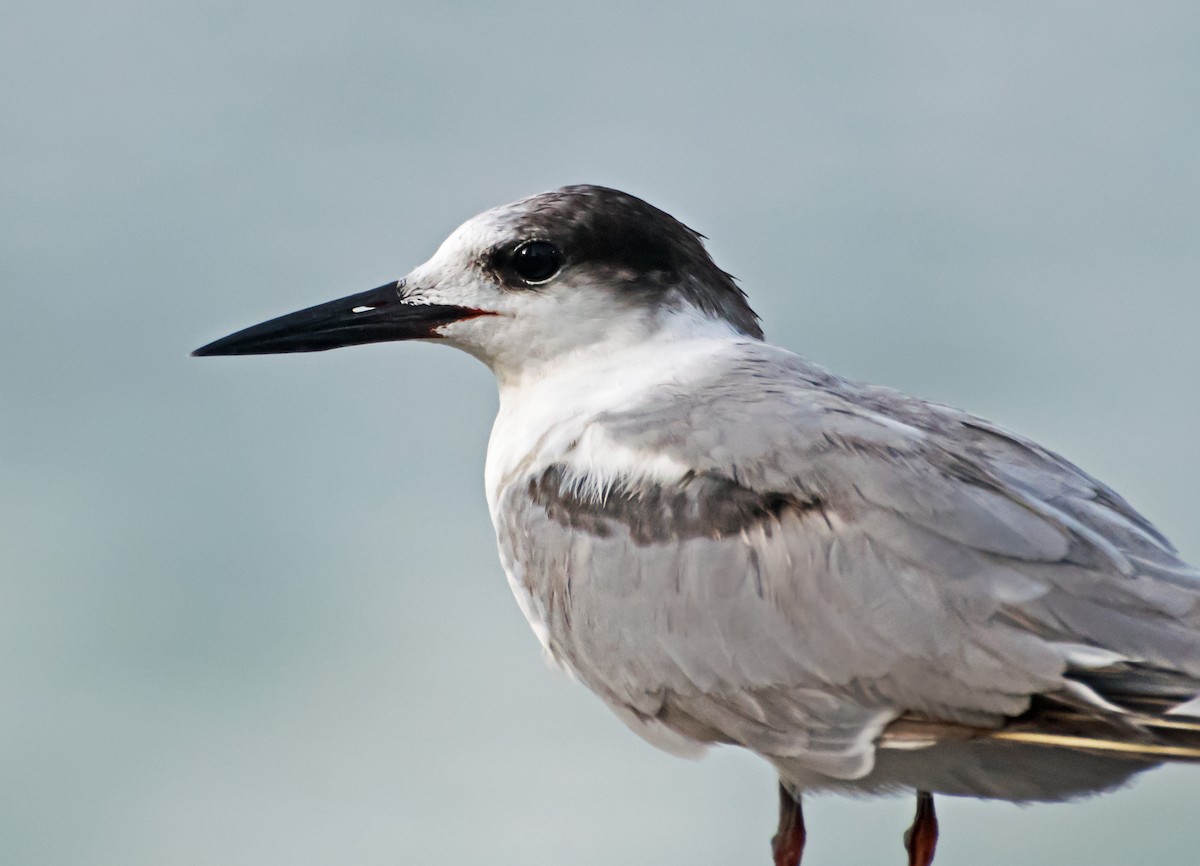 Common Tern - ML637775915