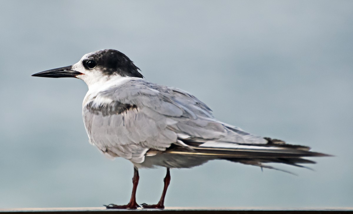 Common Tern - ML637775916