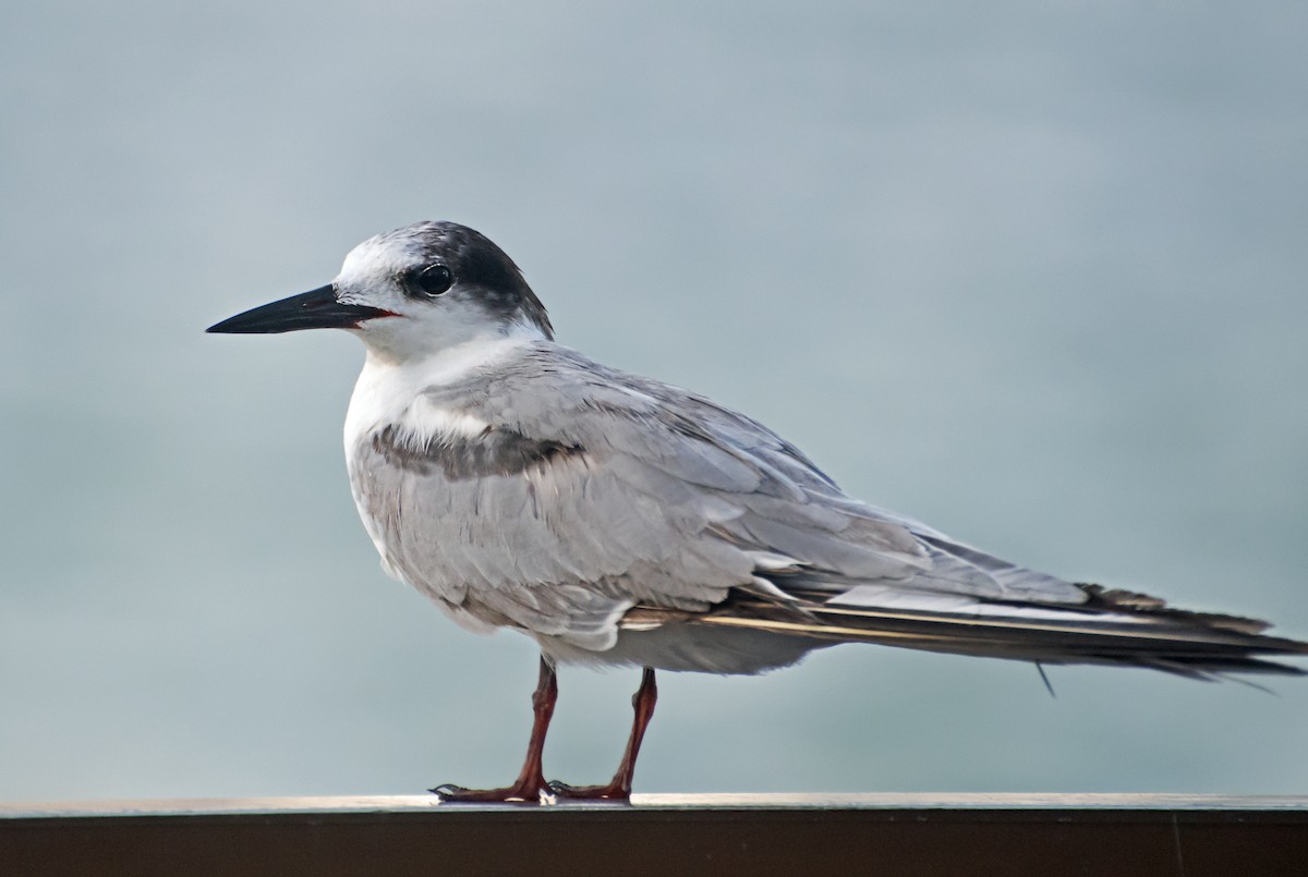 Common Tern - ML637775917