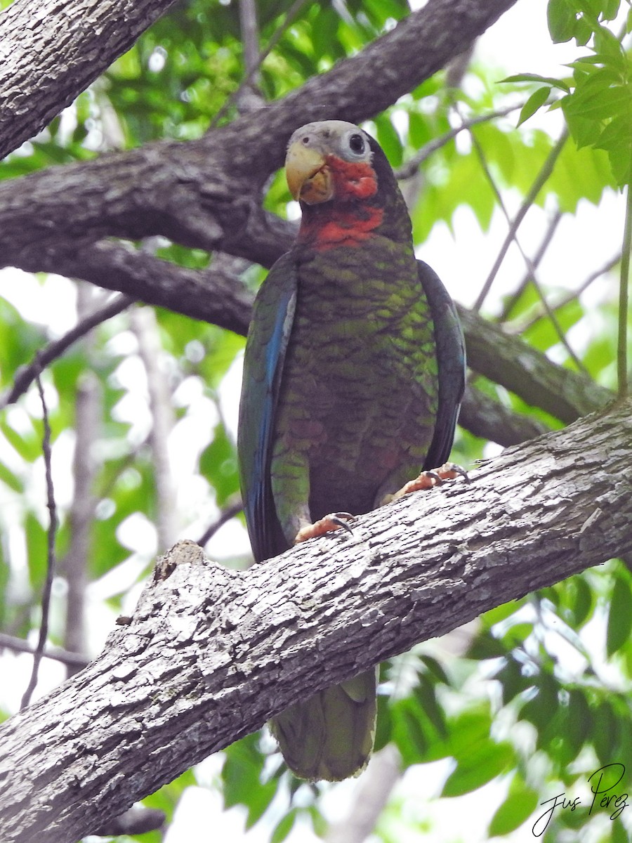 Cuban Amazon - ML637775930