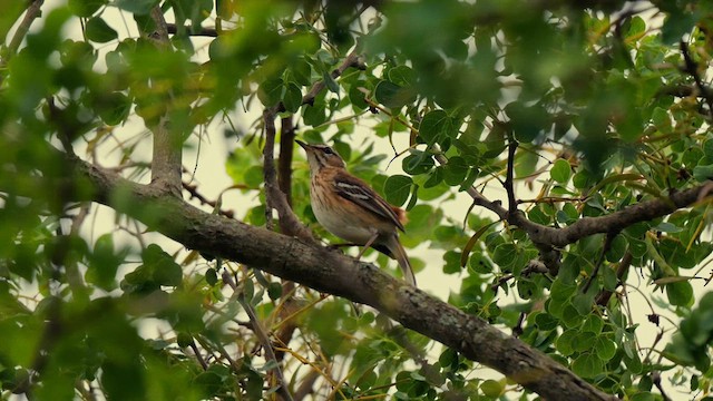 White-browed Scrub-Robin - ML637775932