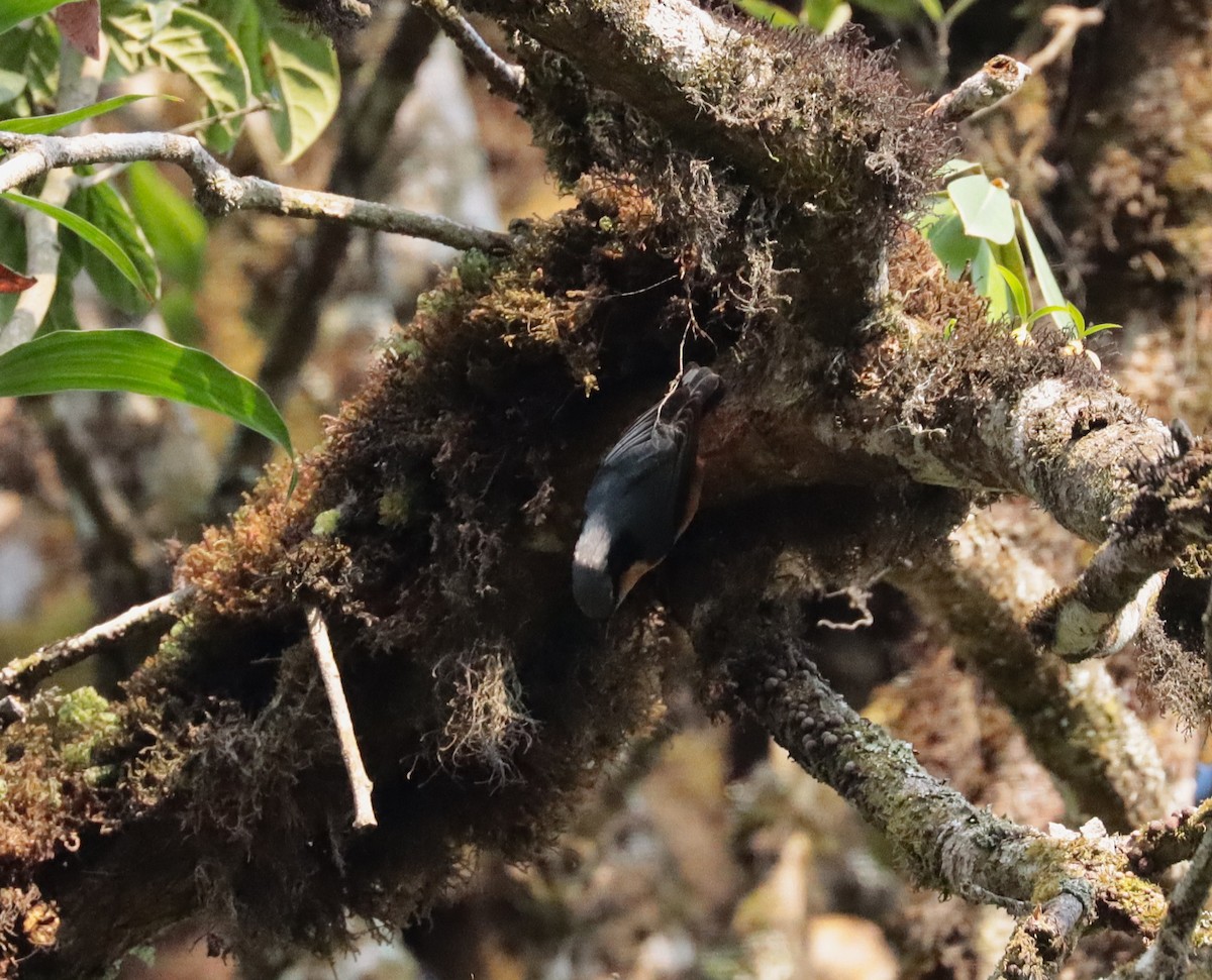 White-tailed Nuthatch - ML637775943