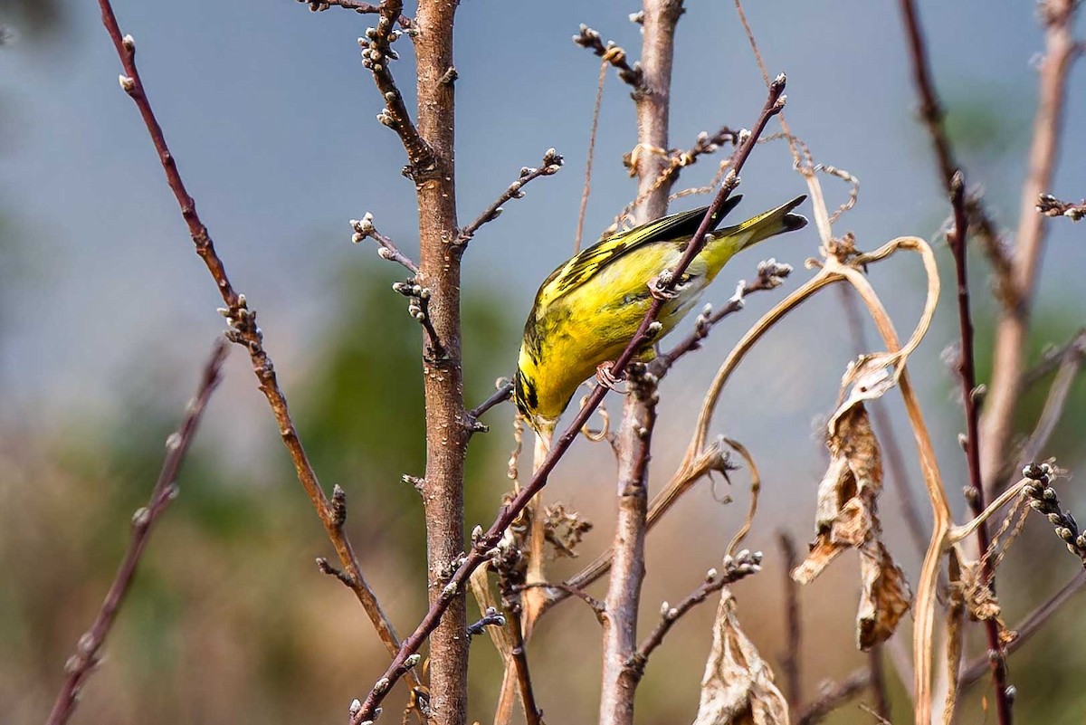 Yellow-breasted Greenfinch - ML637775952