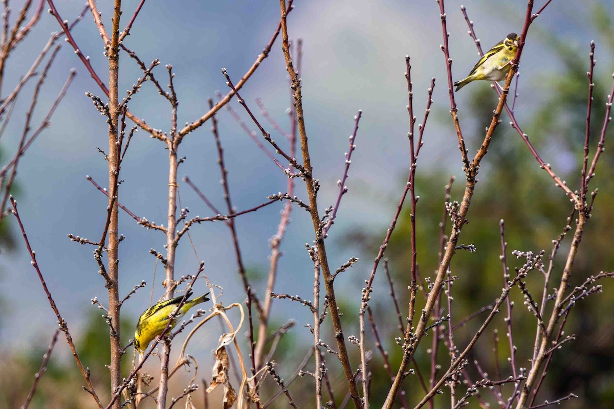 Yellow-breasted Greenfinch - ML637775953