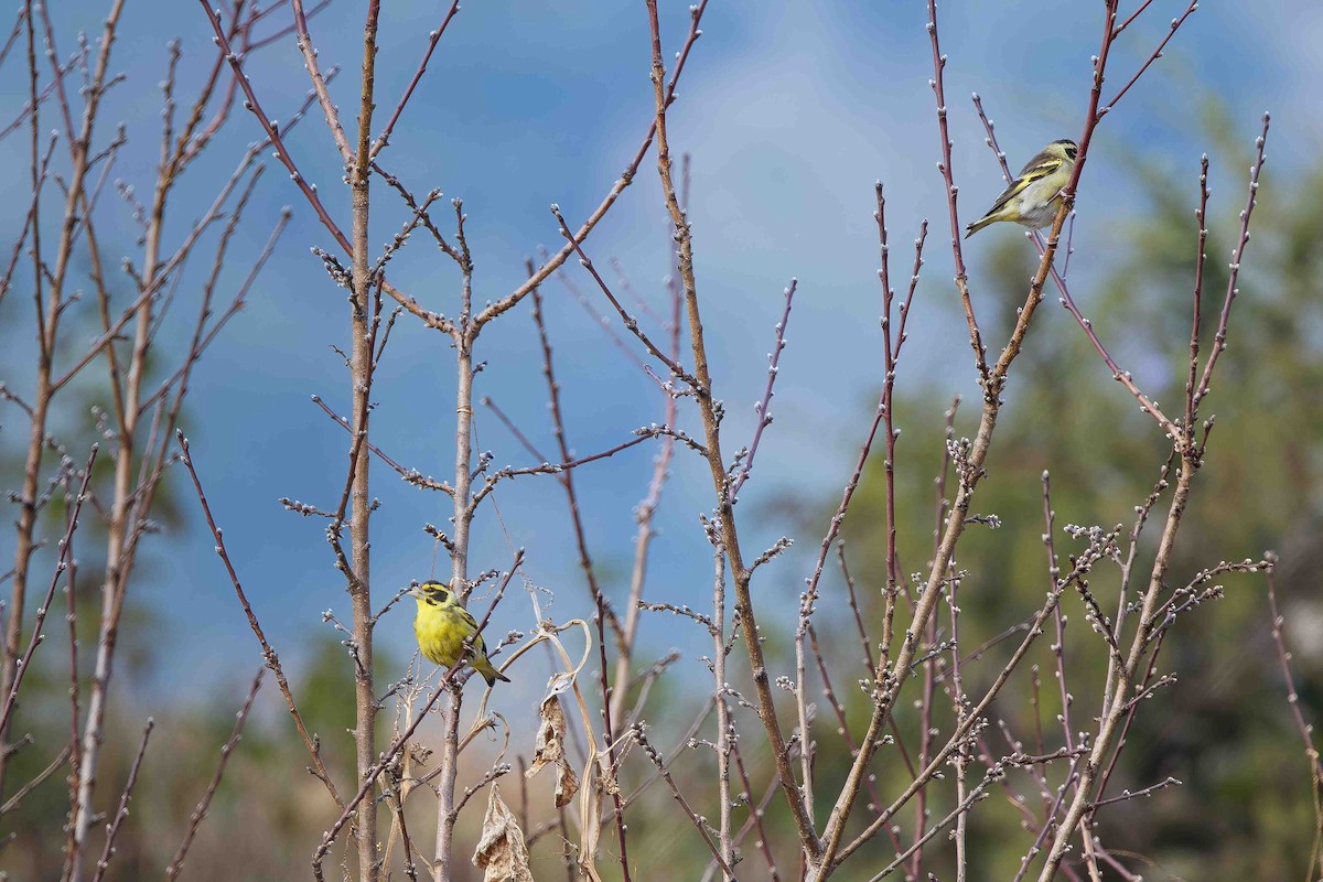 Yellow-breasted Greenfinch - ML637775954