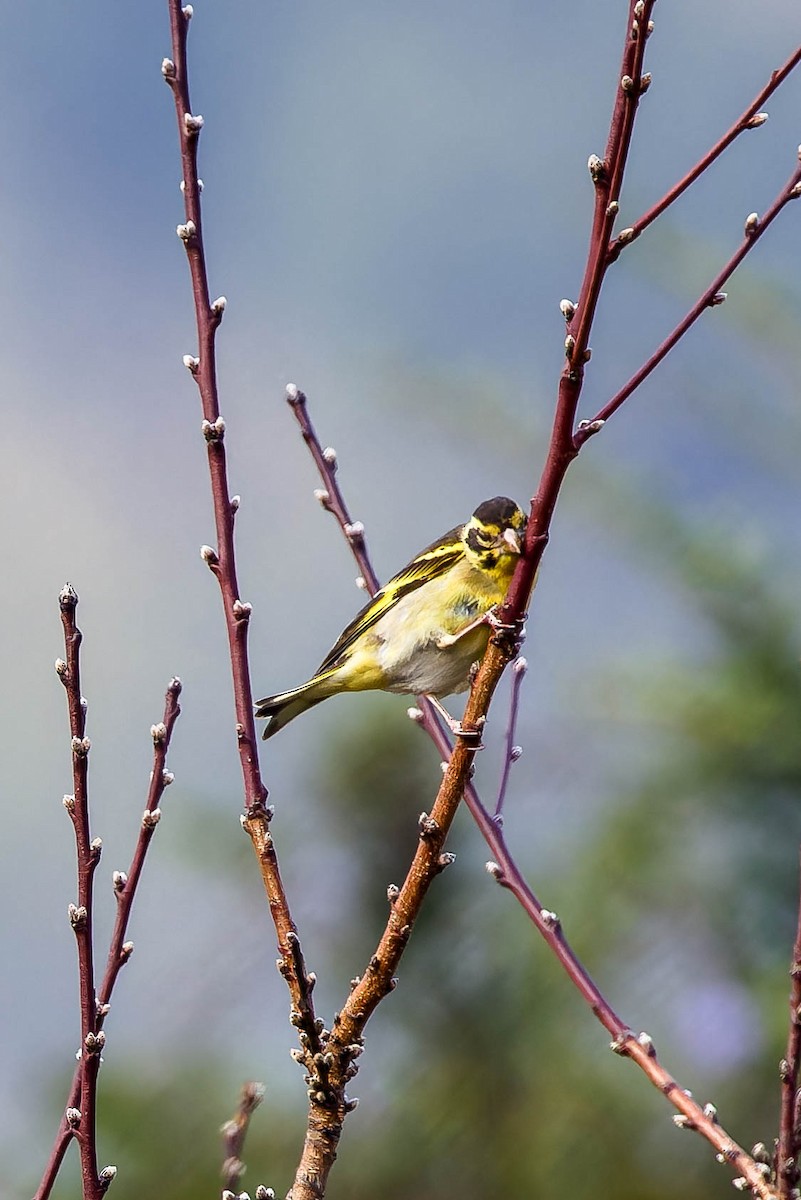 Yellow-breasted Greenfinch - ML637775955