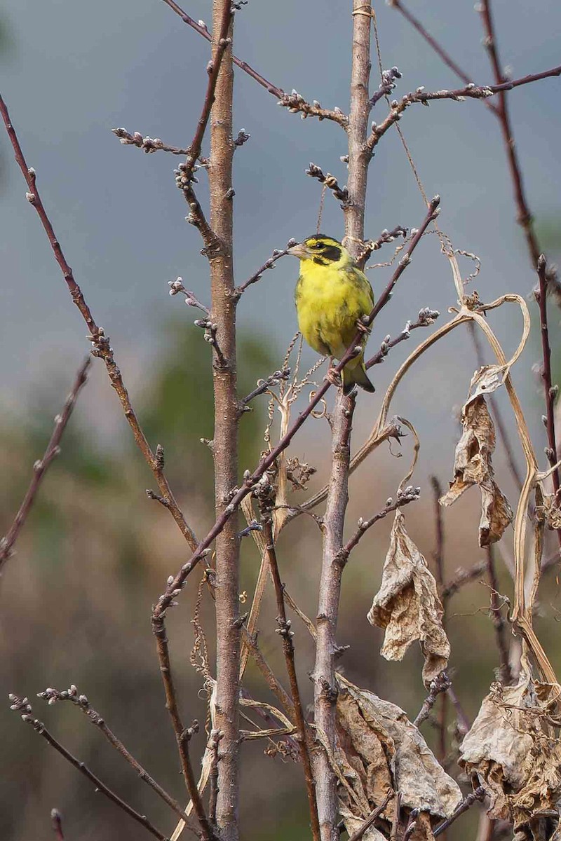 Yellow-breasted Greenfinch - ML637775956