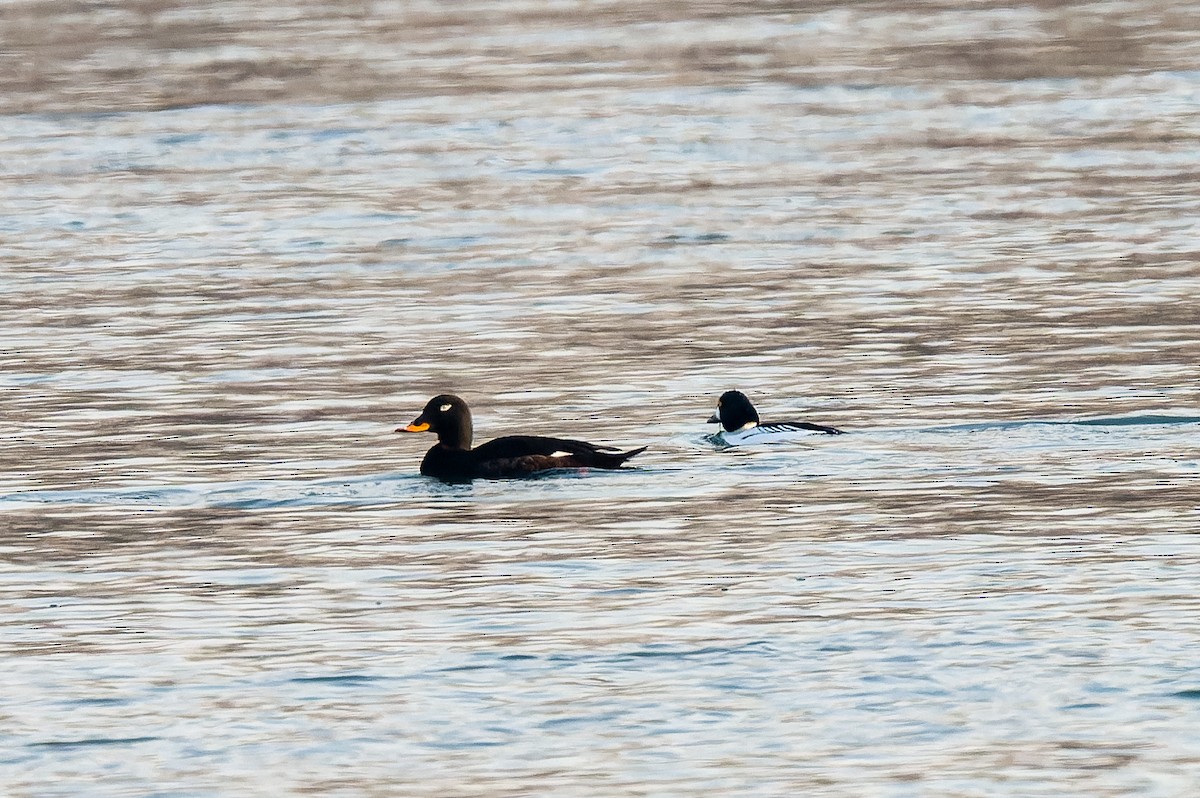 Velvet Scoter - ML637775971