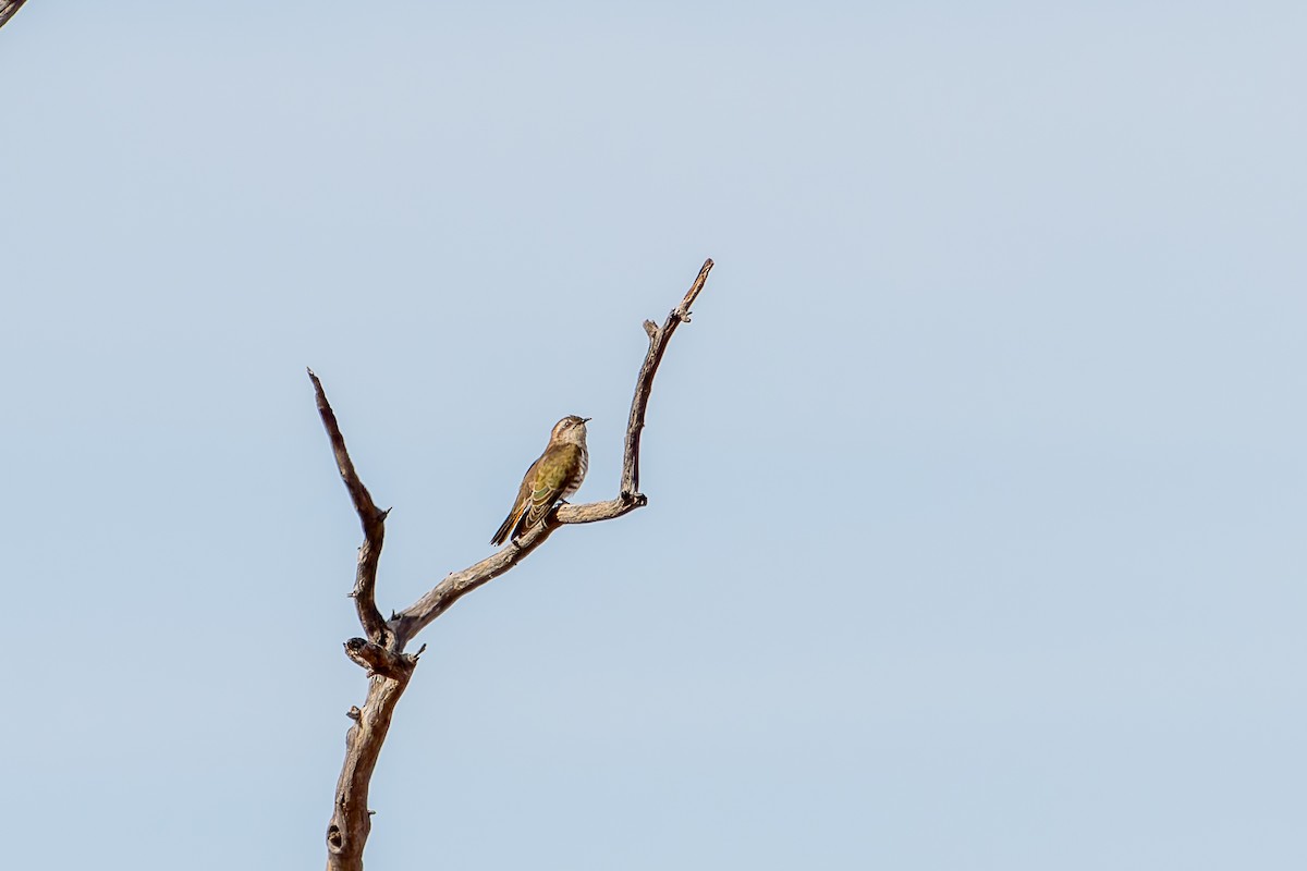 Horsfield's Bronze-Cuckoo - ML637776010