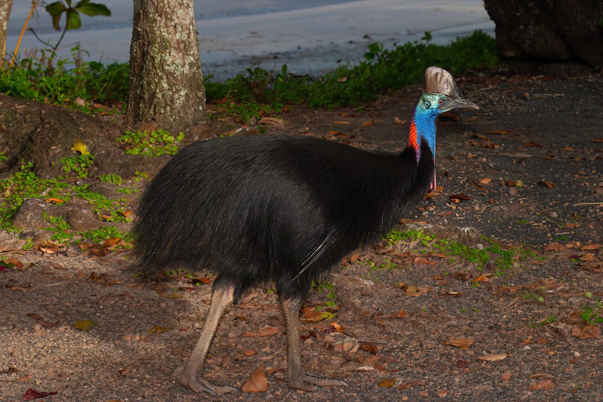Southern Cassowary - ML637776026