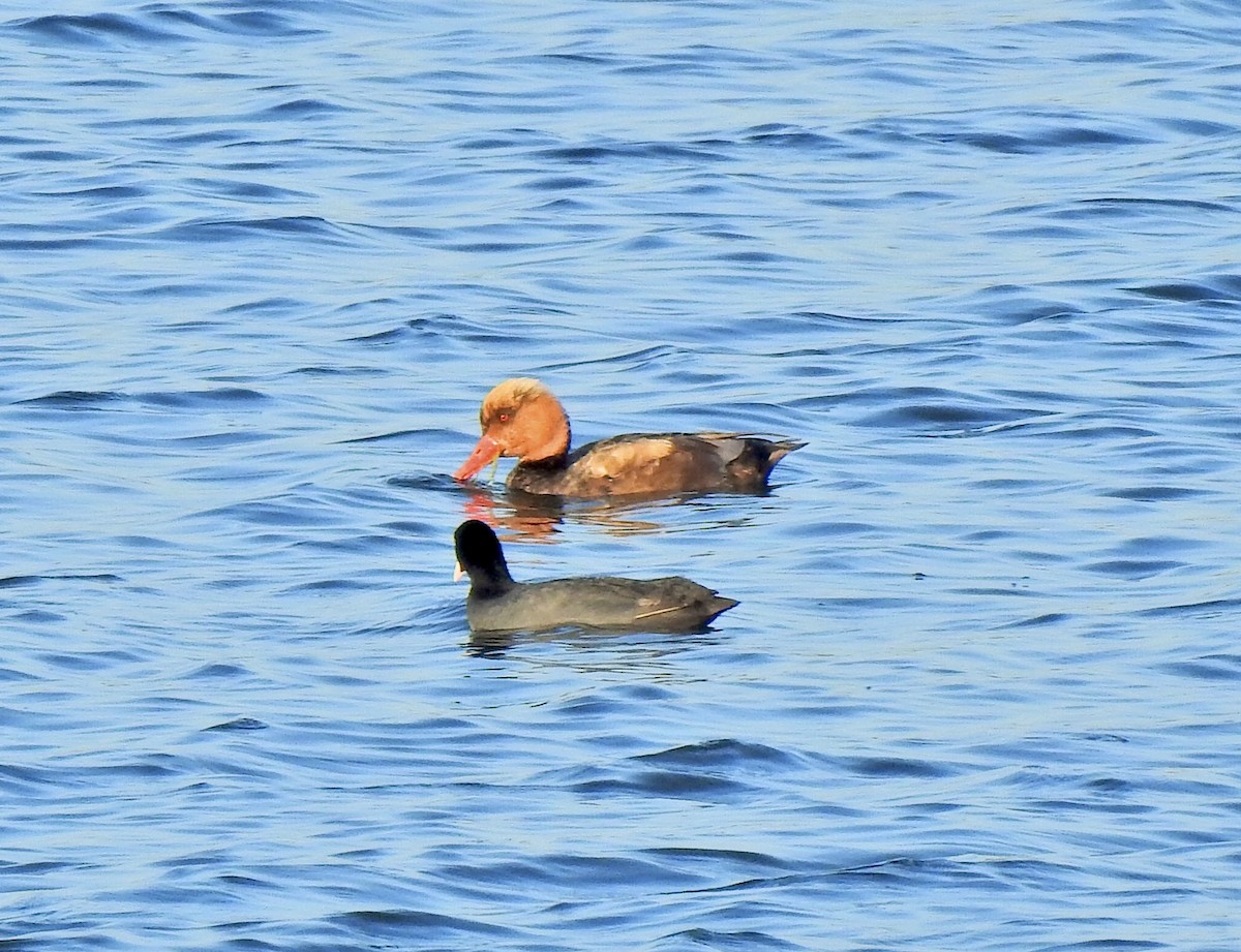 Red-crested Pochard - ML637776050