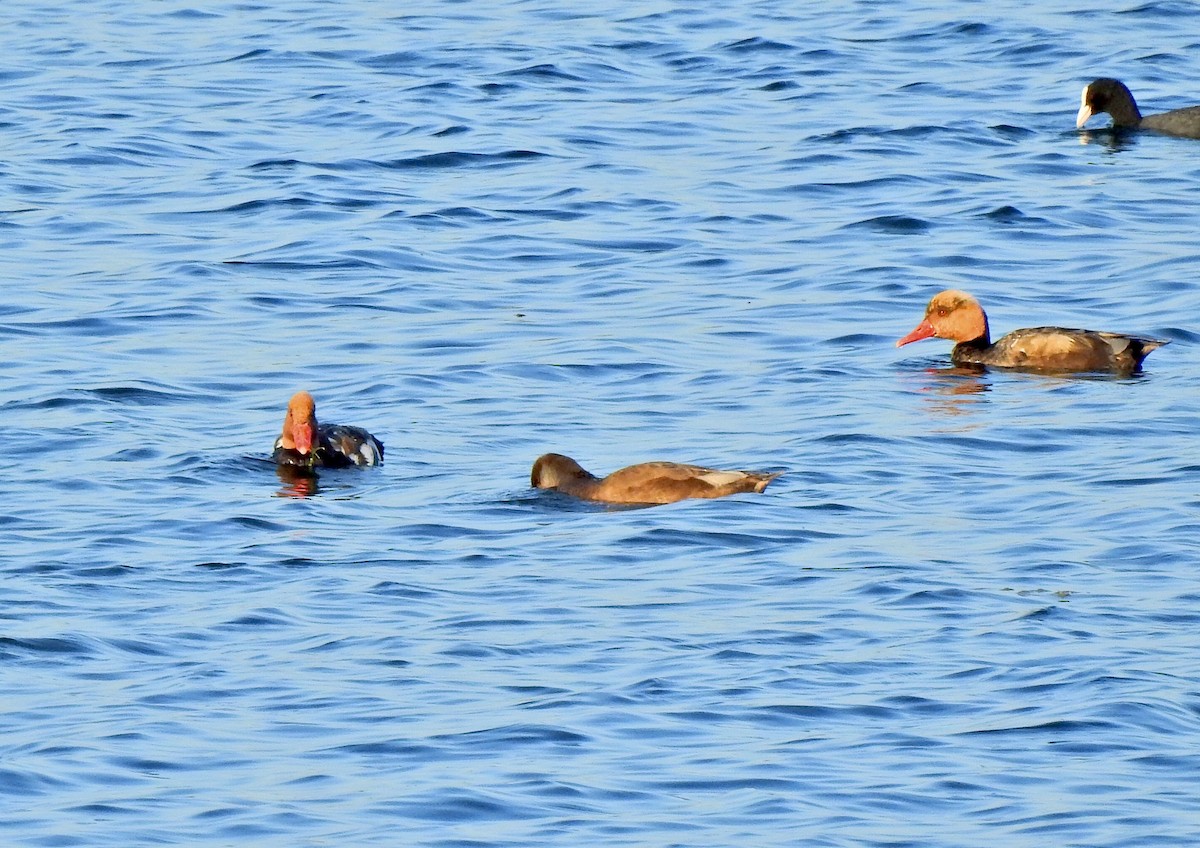 Red-crested Pochard - ML637776051