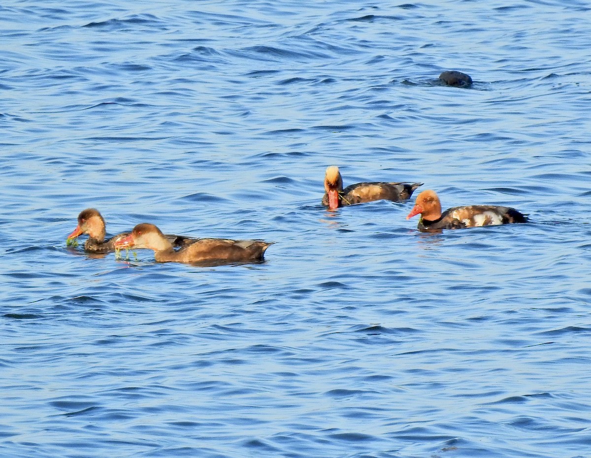 Red-crested Pochard - ML637776052