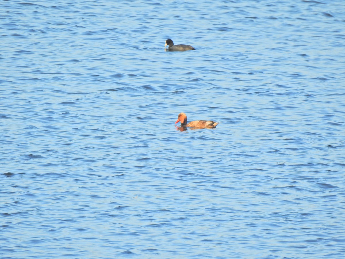Red-crested Pochard - ML637776053
