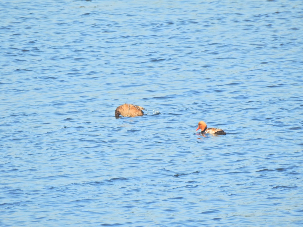 Red-crested Pochard - ML637776054