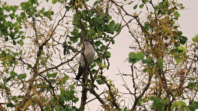 Dideric Cuckoo - ML637776103