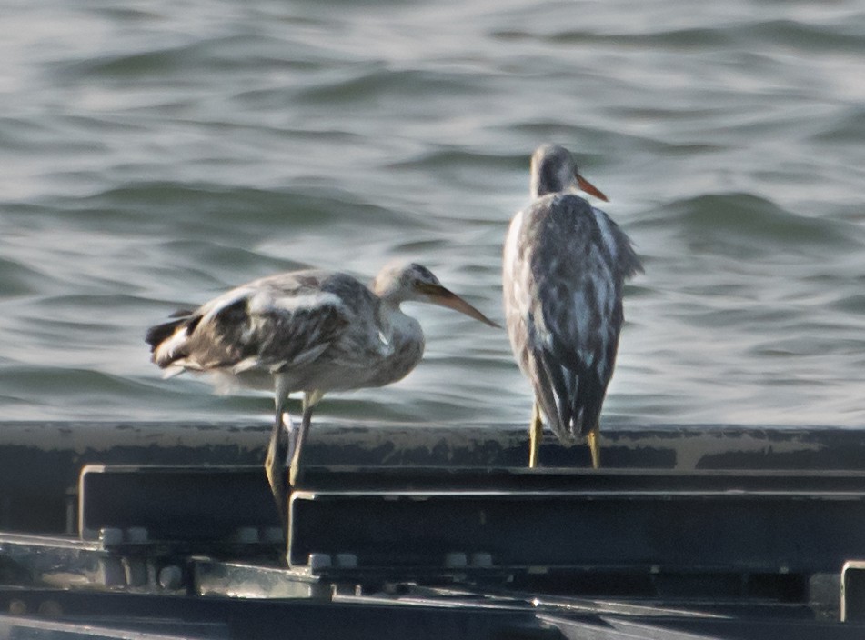 Western Reef-Heron - ML637776107