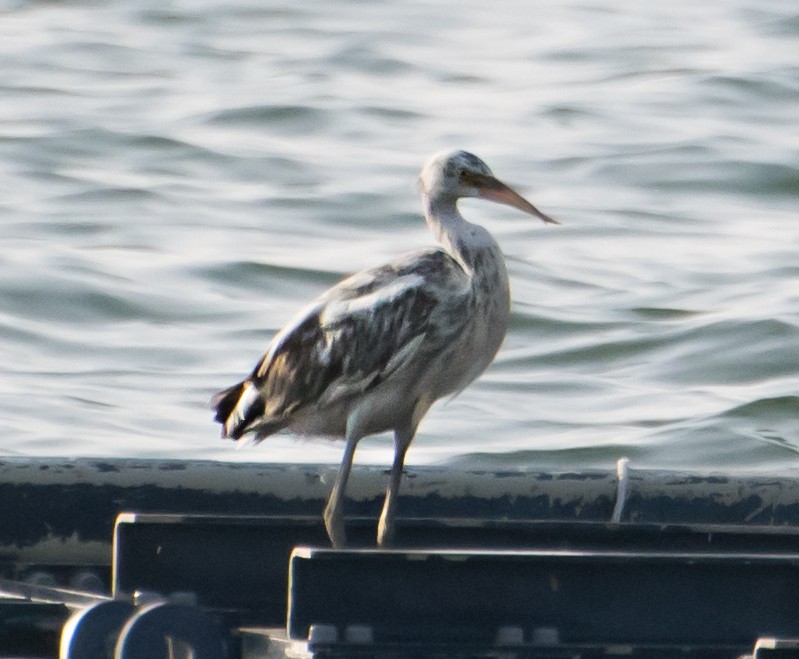 Western Reef-Heron - ML637776108