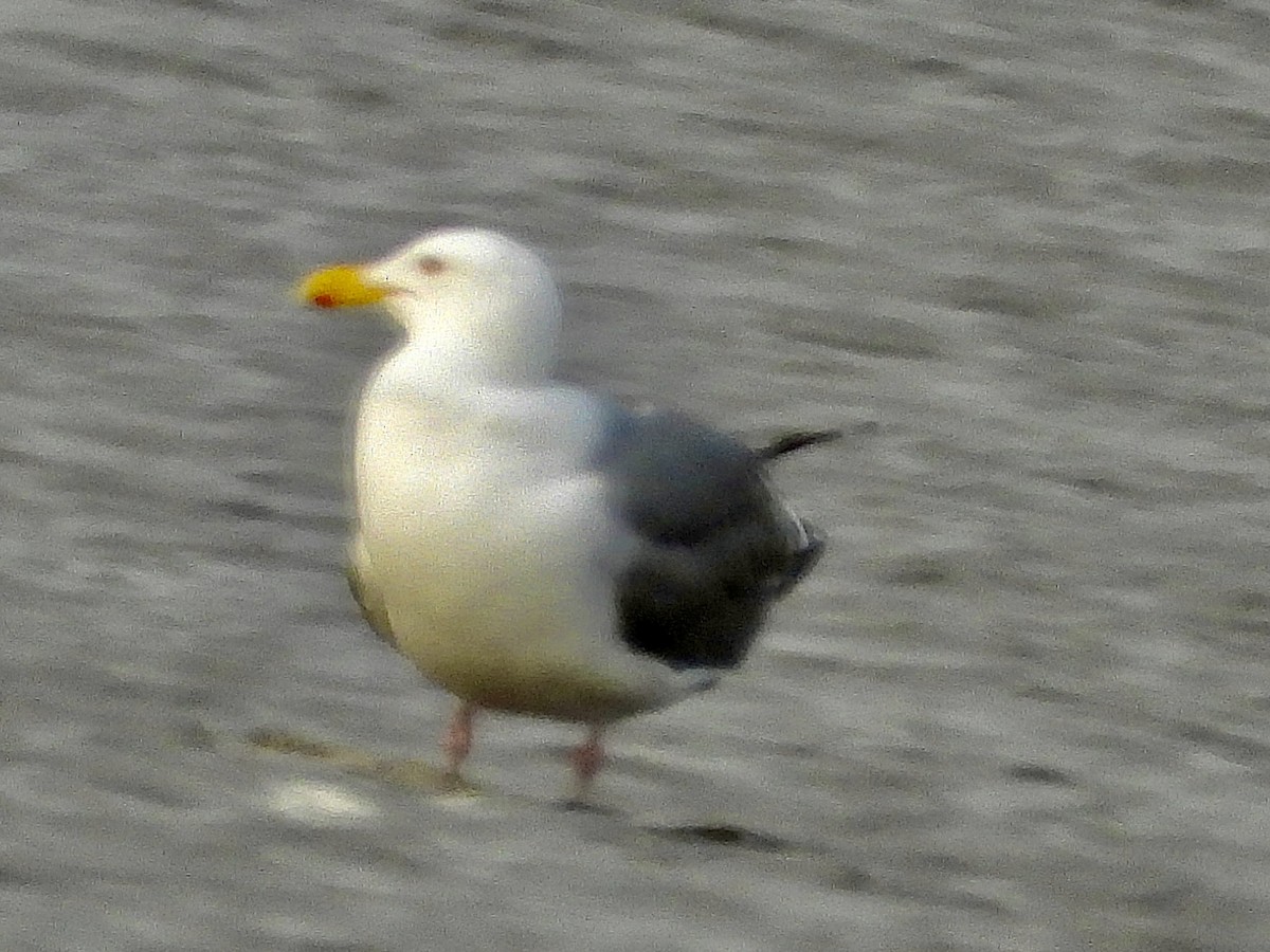 Vega Gull - ML637776117