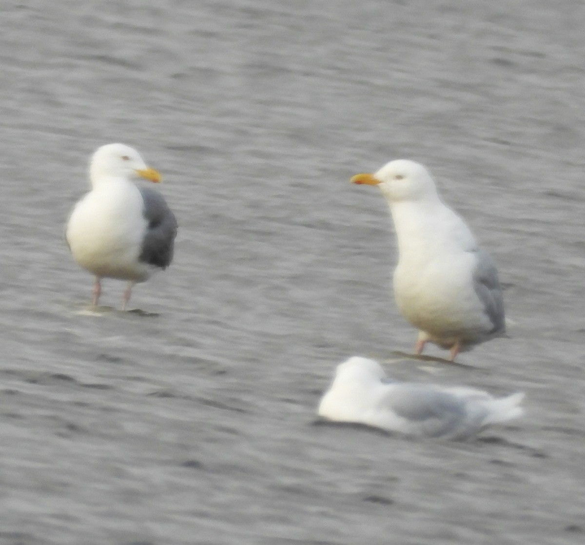 Vega Gull - ML637776118