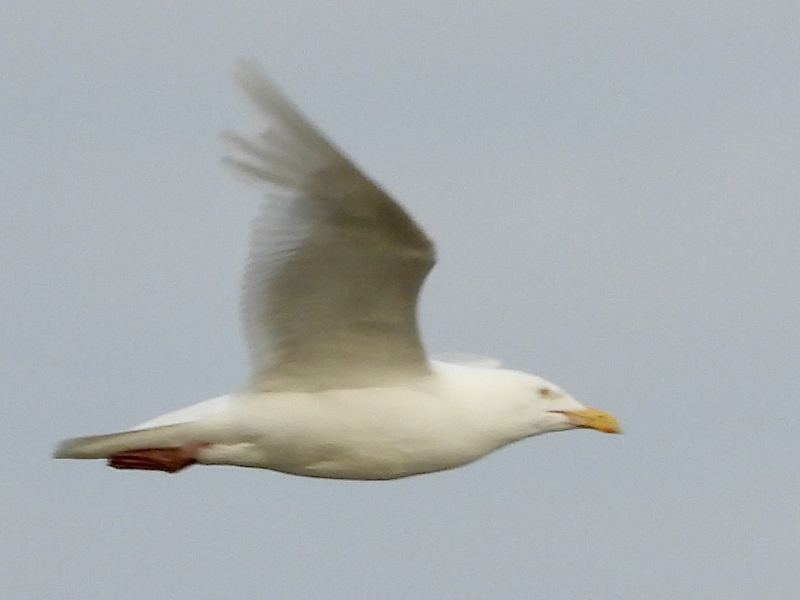 Glaucous Gull - ML637776123