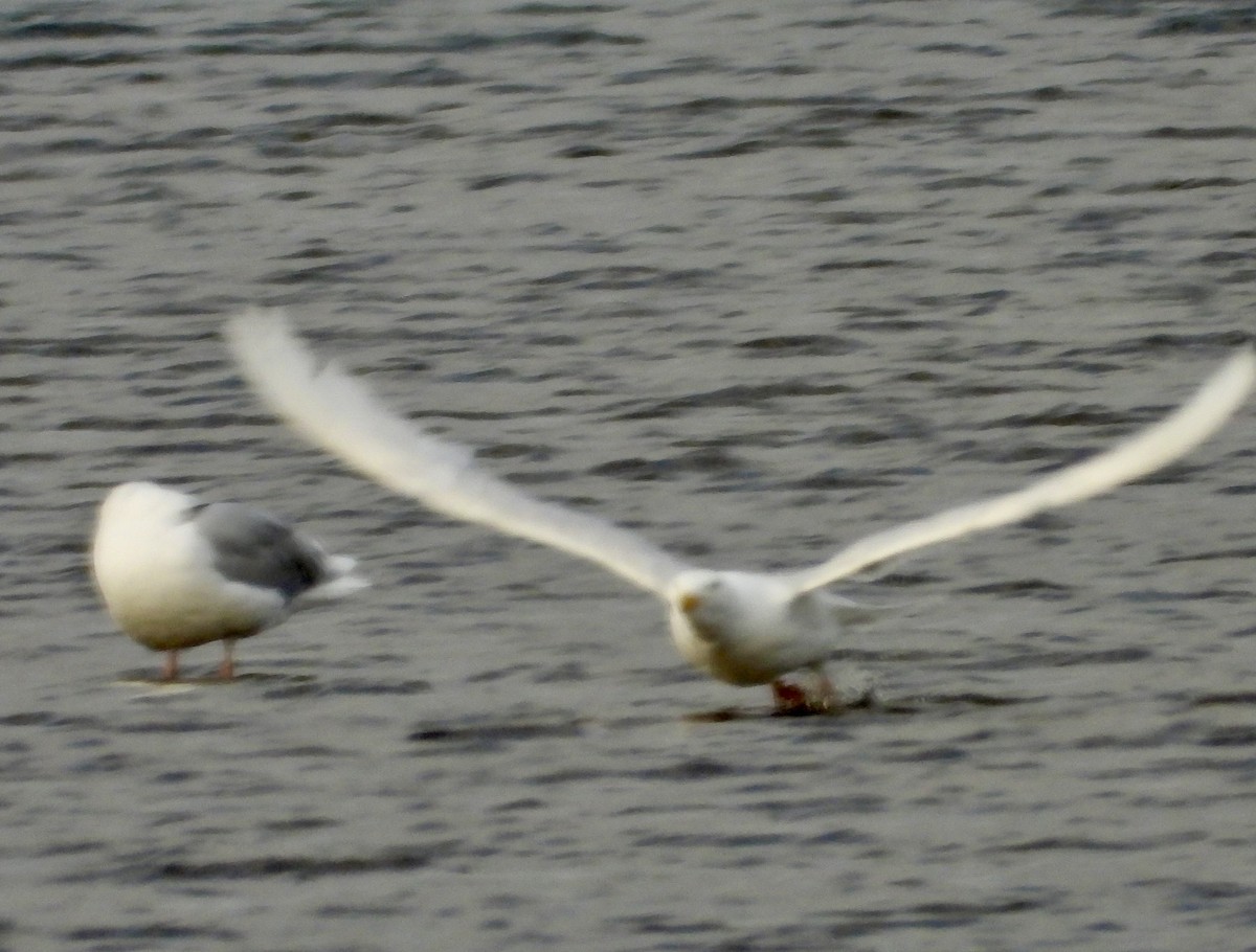 Glaucous Gull - ML637776124