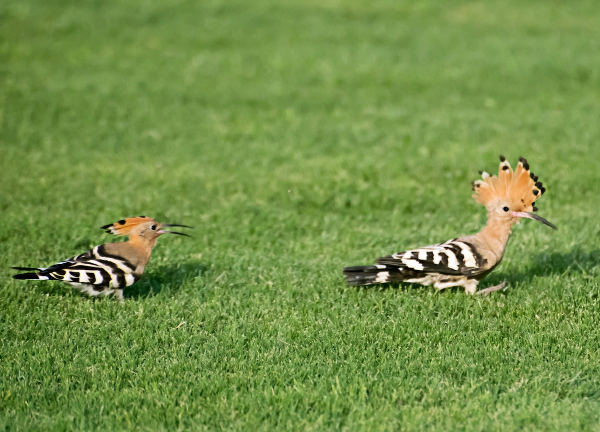 Eurasian Hoopoe - ML637776131