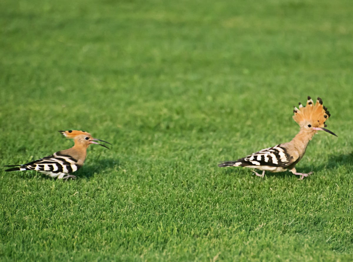 Eurasian Hoopoe - ML637776132