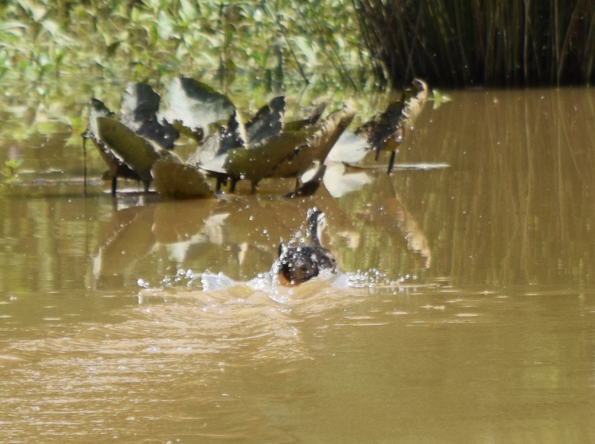 duck sp. - ML637776142