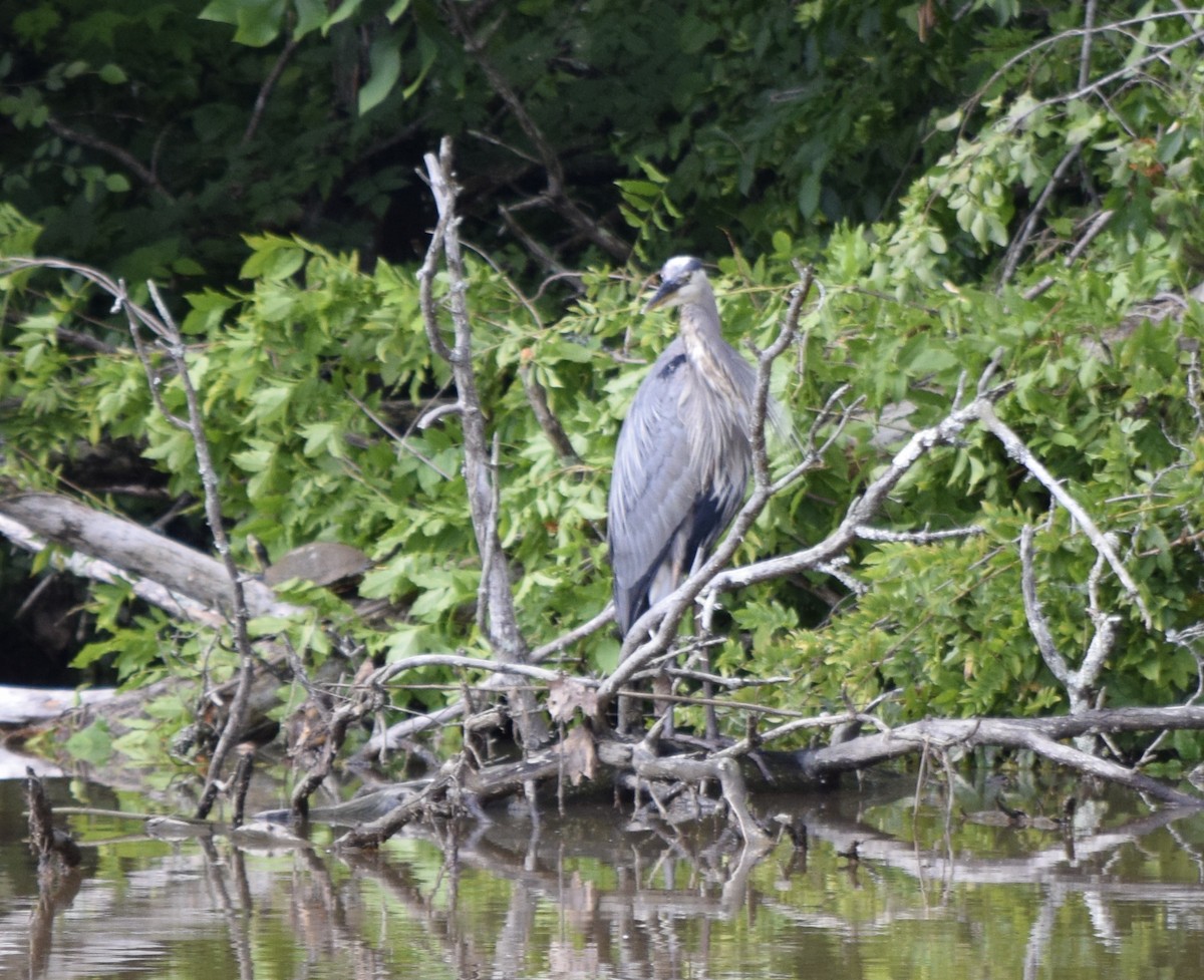 Great Blue Heron - ML637776145