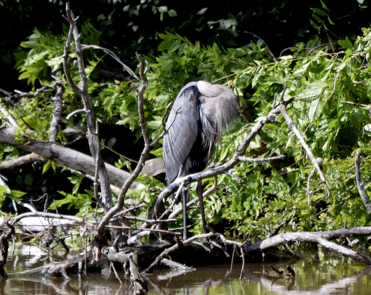 Great Blue Heron - ML637776155