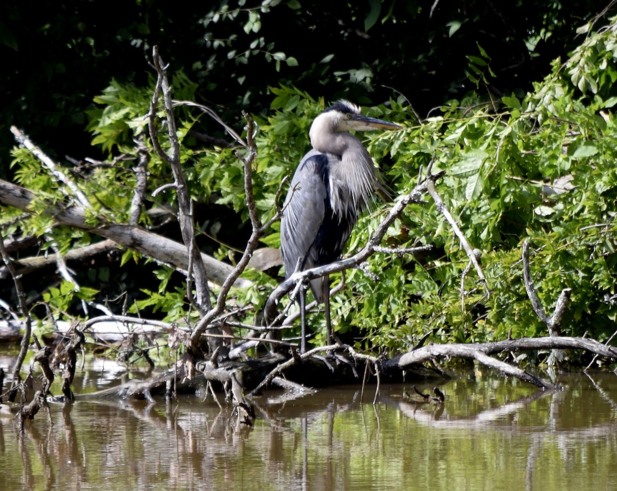 Great Blue Heron - ML637776161