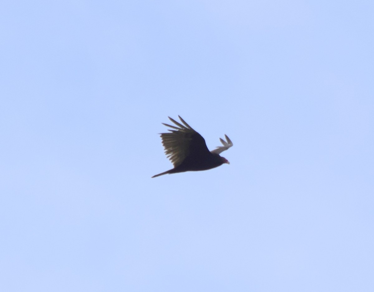 Turkey Vulture - ML637776164
