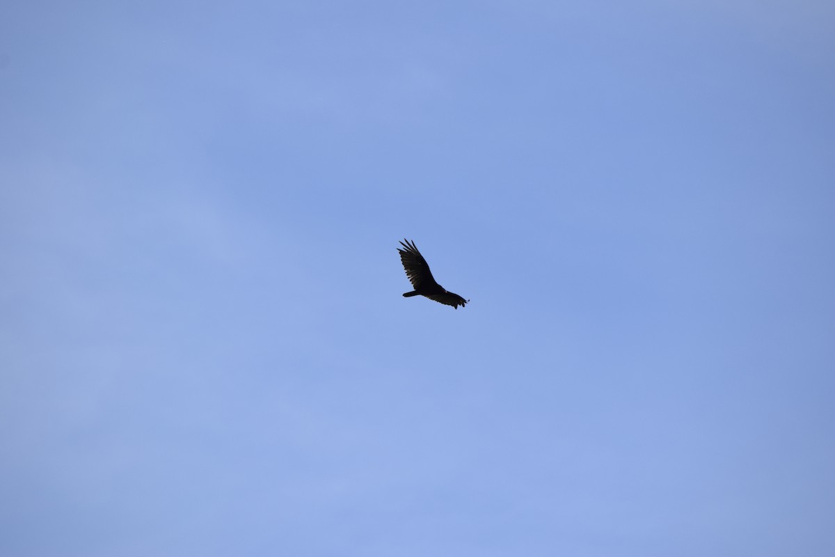 Turkey Vulture - ML637776167