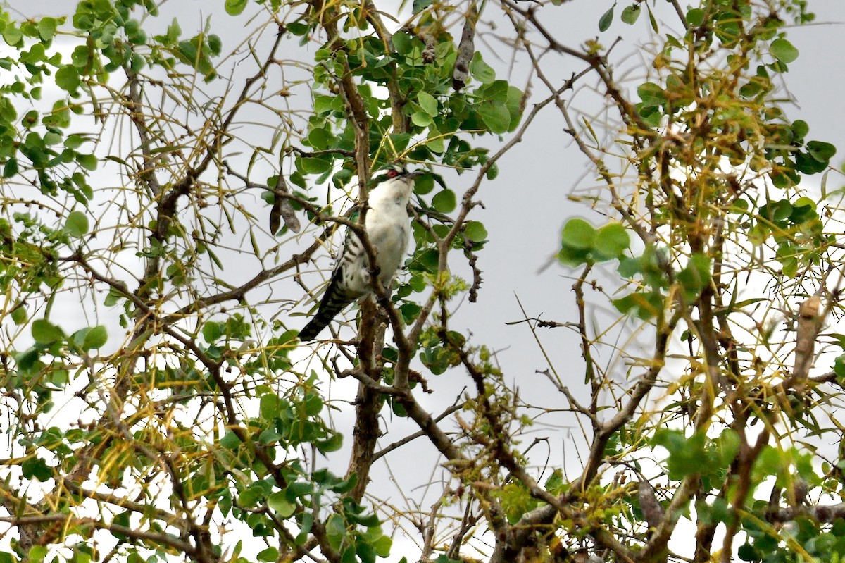 Dideric Cuckoo - ML637776170