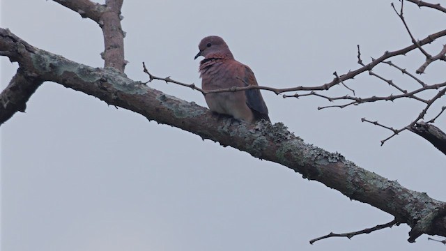 Laughing Dove - ML637776210