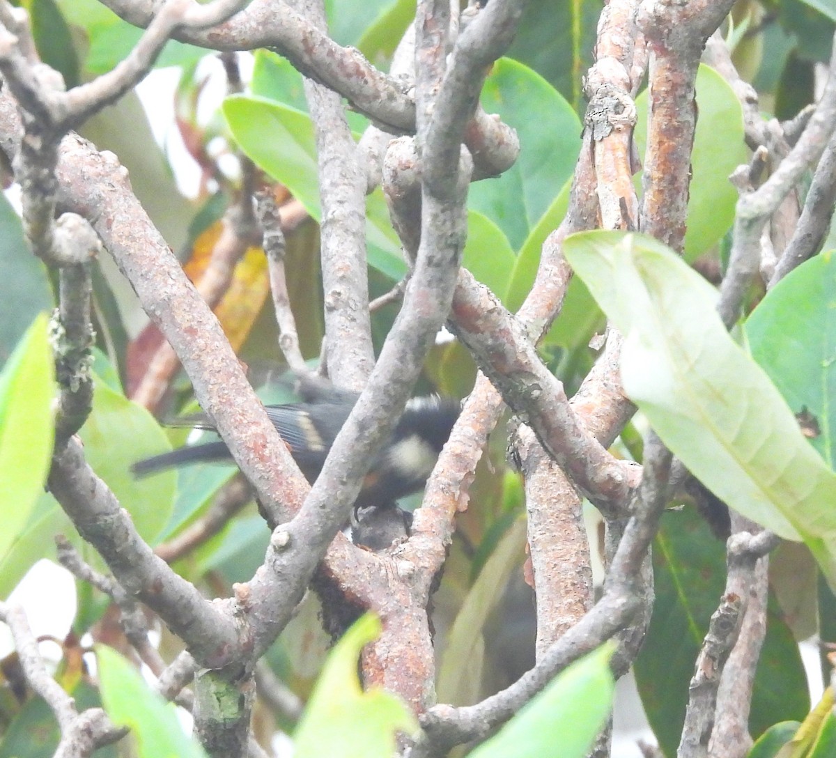 Coal Tit - ML637776215