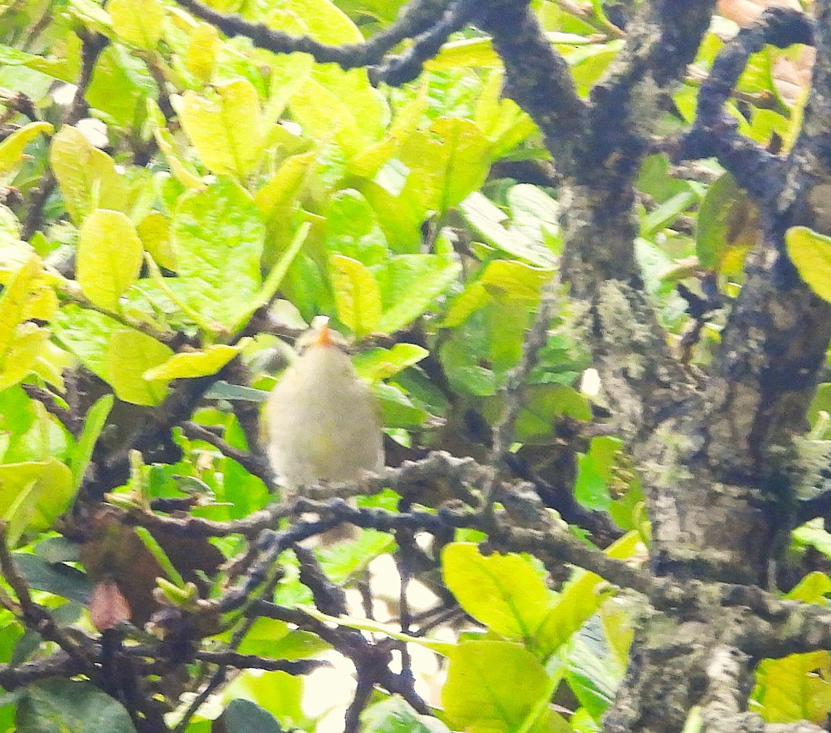Western Crowned Warbler - ML637776222