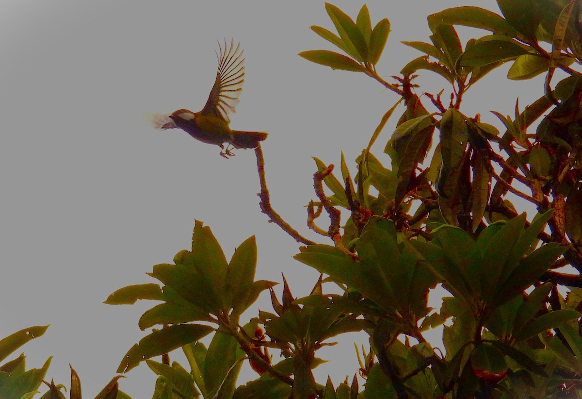 Variegated Laughingthrush - ML637776234